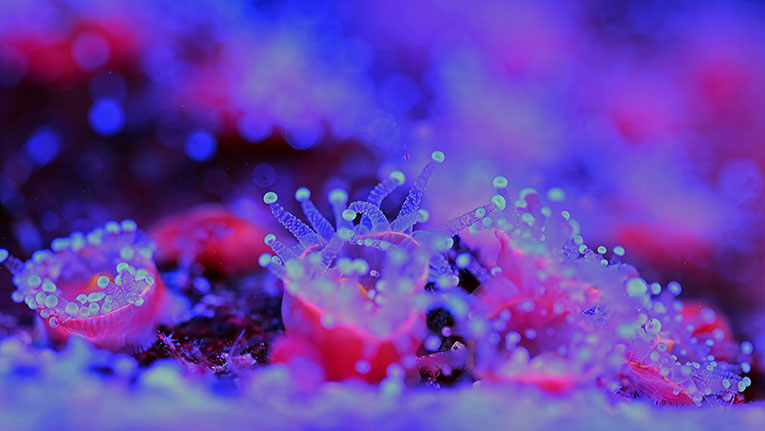 Anémones de mer aux tentacules lumineux, dans une lumière rose et bleue