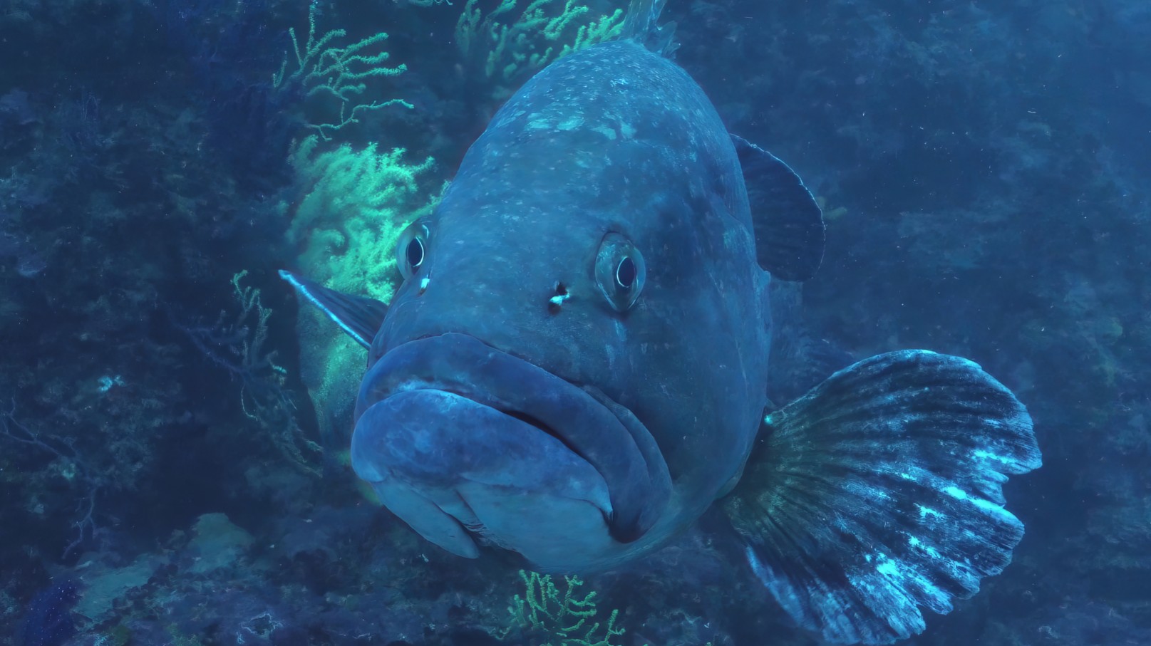 Un mérou face à la caméra, entre des gorgones jaunes, dans une eau bleue
