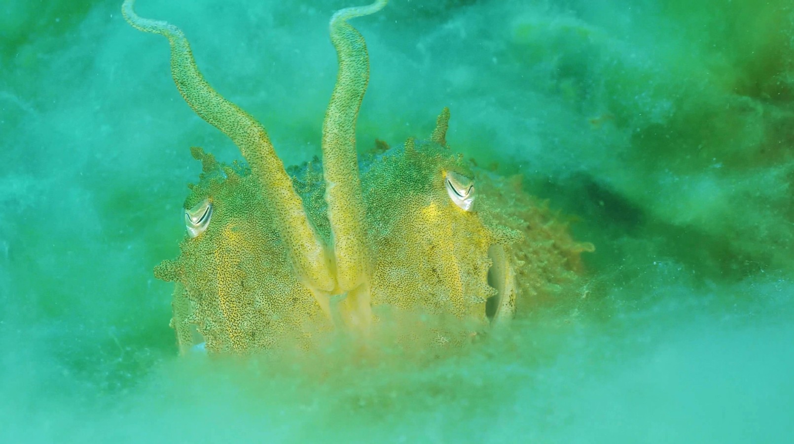 Une seiche dans une eau verte chargée de particules